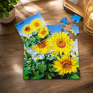 Sunflower Picture